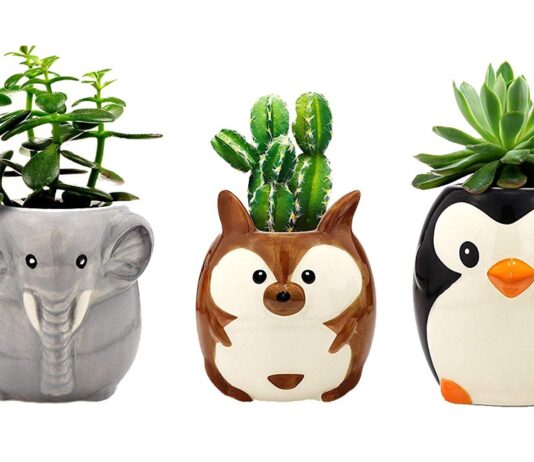 Grow Your Love Fern in These Cute Planters