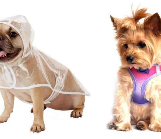 Cute And Colorful Dog Accessories For Your Everyday Social Distancing Walks